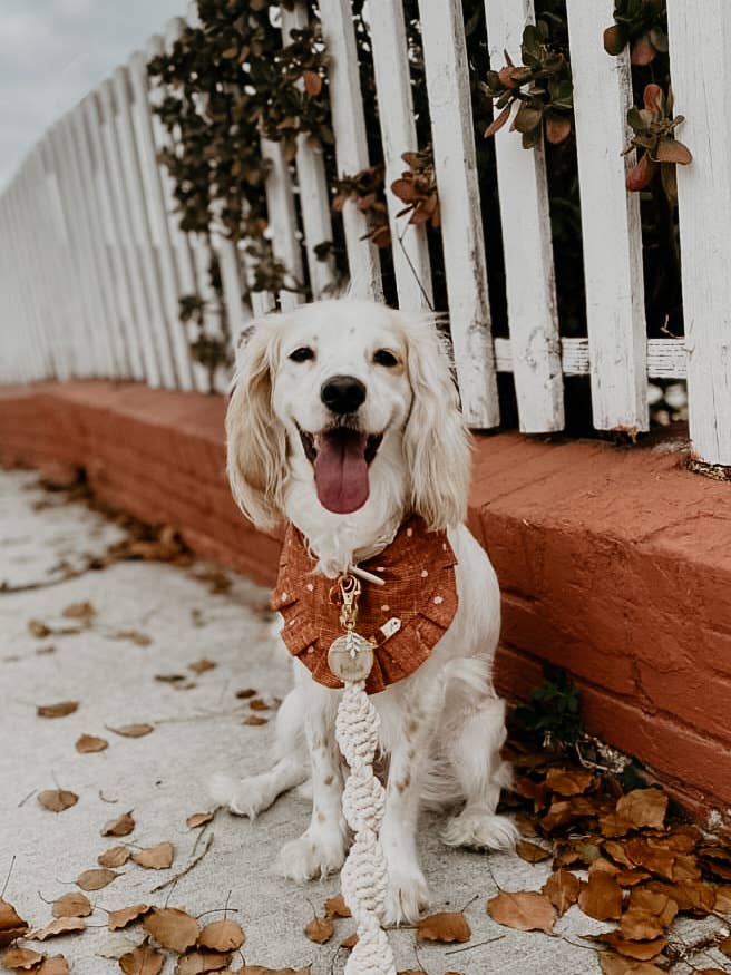 The Macramé Leash — Natural