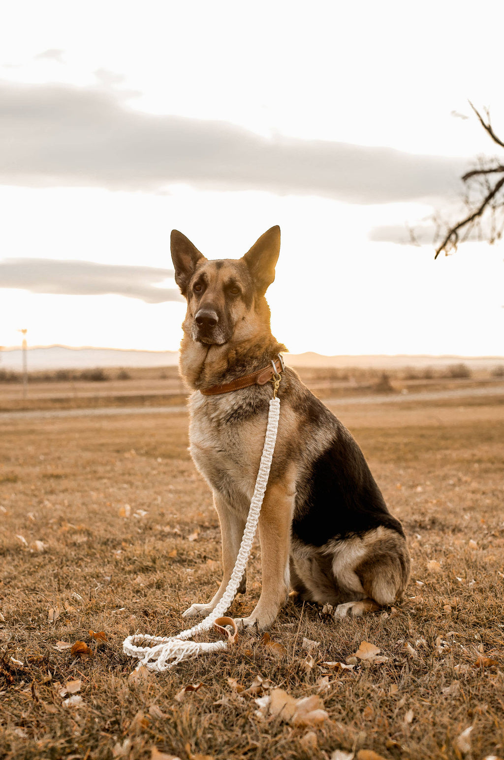 The Macramé Leash — Natural