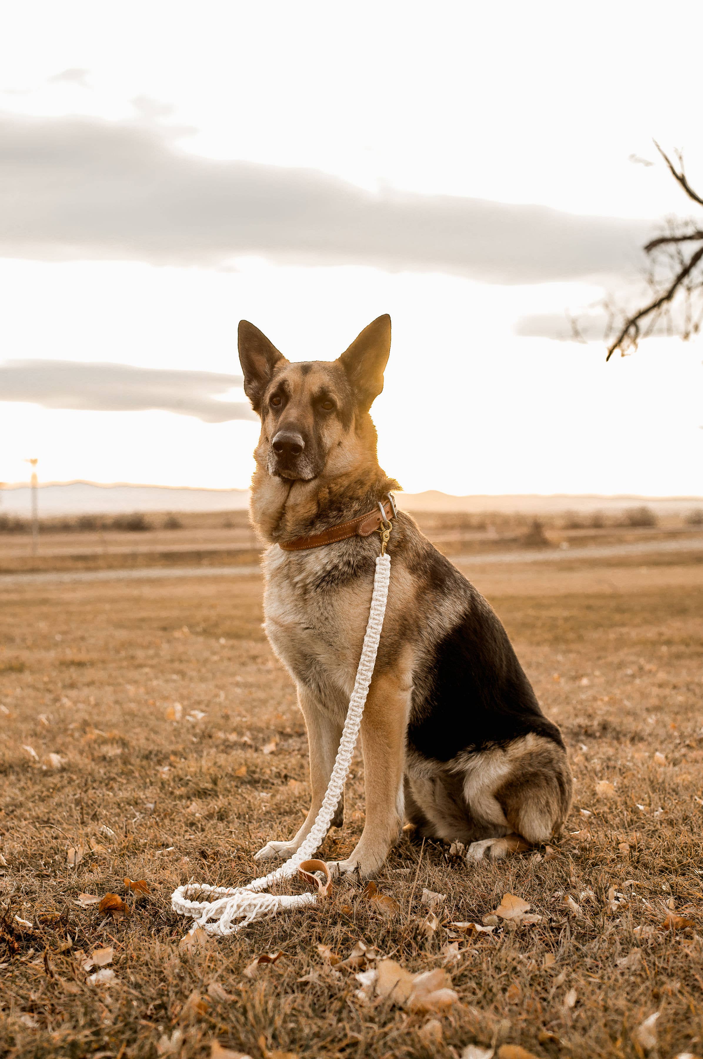 The Macramé Leash — Natural