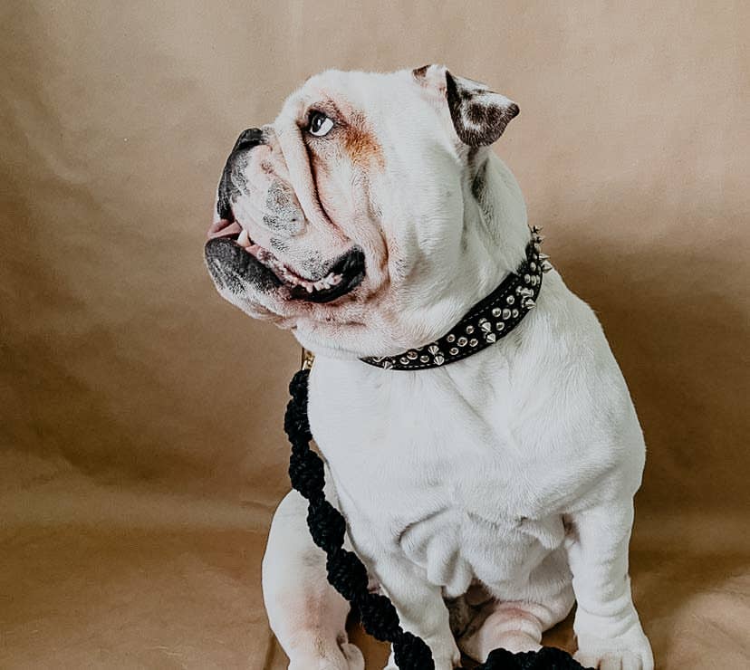 The Macramé Leash — Black